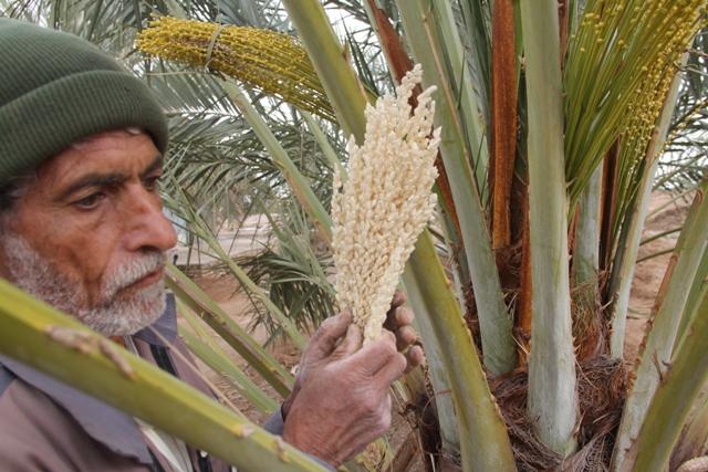 آغاز گرده  افشانی در نخلستان های فارس