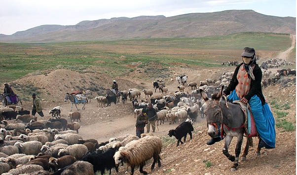 هیچ راه عشایری جهرم مسدود نیست