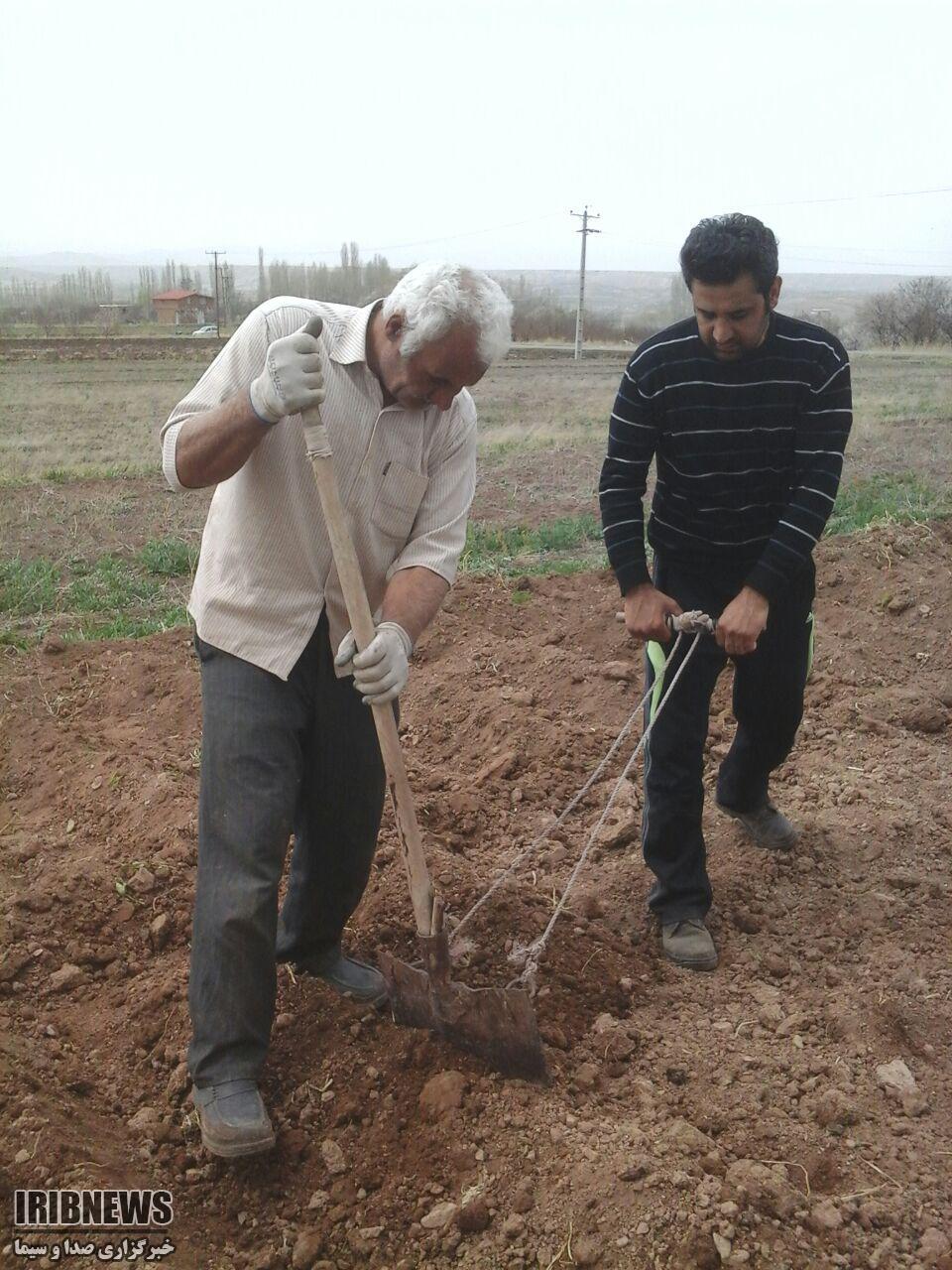 کشت پیاز در زنجان