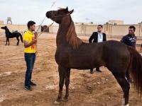 برگزاری همایش زیبایی سواره اسب های اصیل فلات ایران