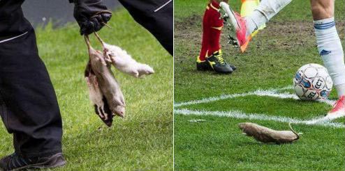 موش های مرده هدیه هواداران فوتبال دانمارک