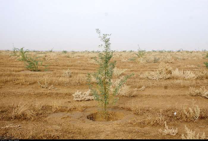 شرکت 15هزار نیروی سپاهی و بسیجی در طرح بیابان زدایی جنوب شرق اهواز