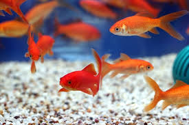 ماهی قرمز عامل انتقال ویروس به آب های روان طبیعی