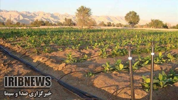 رونق آبیاری های نوین در زنجان