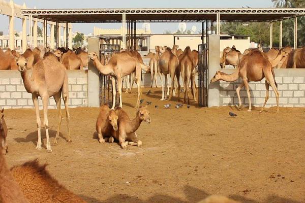 پرورش شتر در تایباد