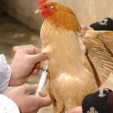 گزارش نشدن هیچ مورد از ابتلای انسان به آنفولانزای پرندگان در خراسان