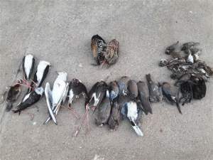 دستگیری متخلف شکار 37 قطعه پرنده در شوشتر