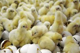 مهر و موم واحد مرغداری پرورش مرغ رنگی غیرمجاز