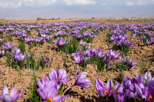 مزارع تمام مکانيزه زعفران در کشور ايجاد مي شود