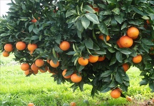 تذکر به باغداران جهرمی از آتش زدن لاستیک