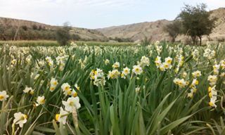 آغاز برداشت گل نرگس از بخش ارم دشتستان