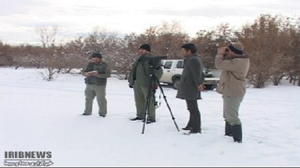 سرشماری پرندگان آبزی و کنار آبزی زنجان