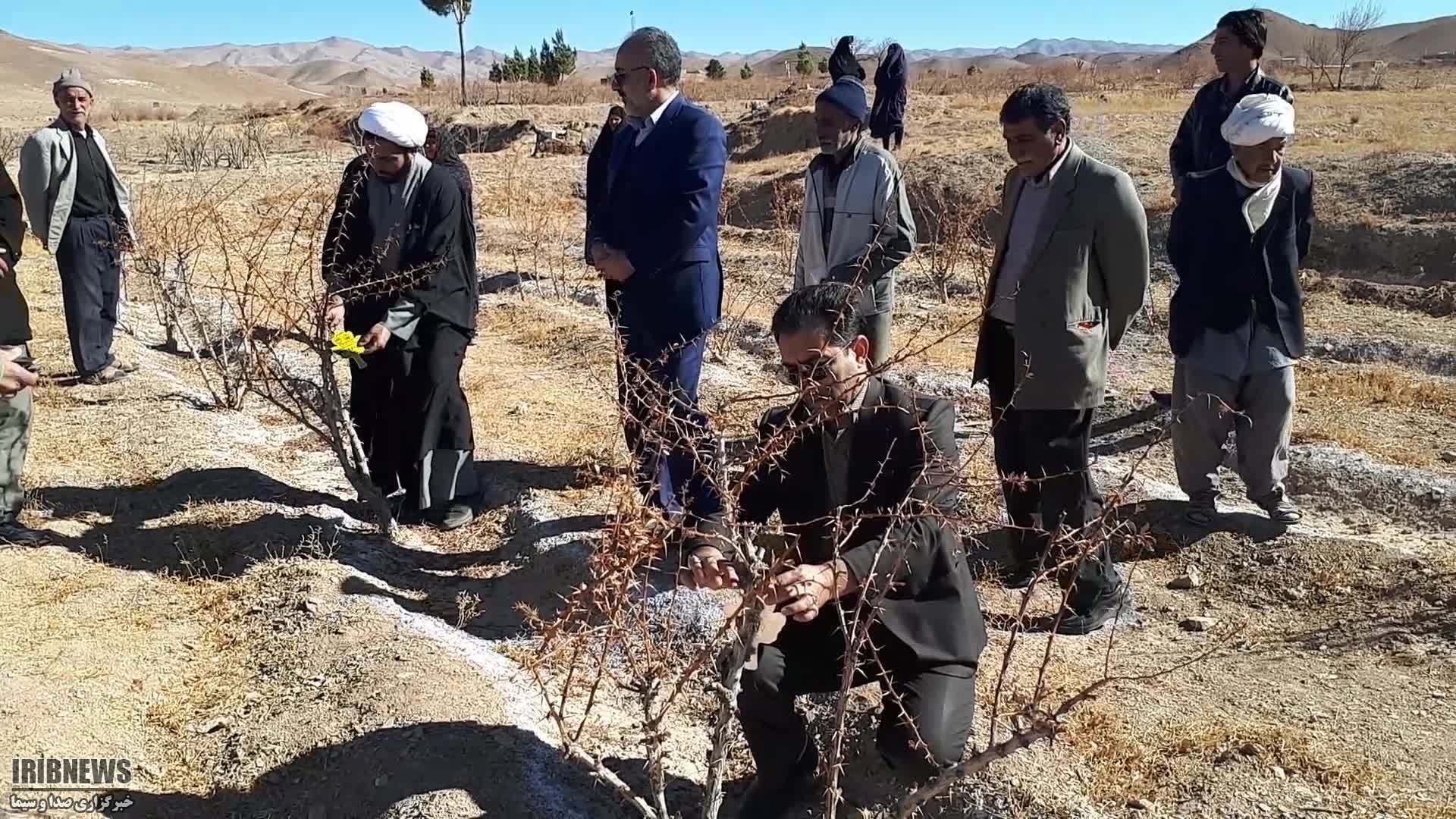 اهدای درخت زرشک برای کمک به نیازمندان