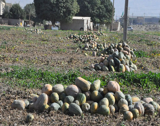 کدوی دشتستان در بازار کشورهای حوزه خلیج فارس