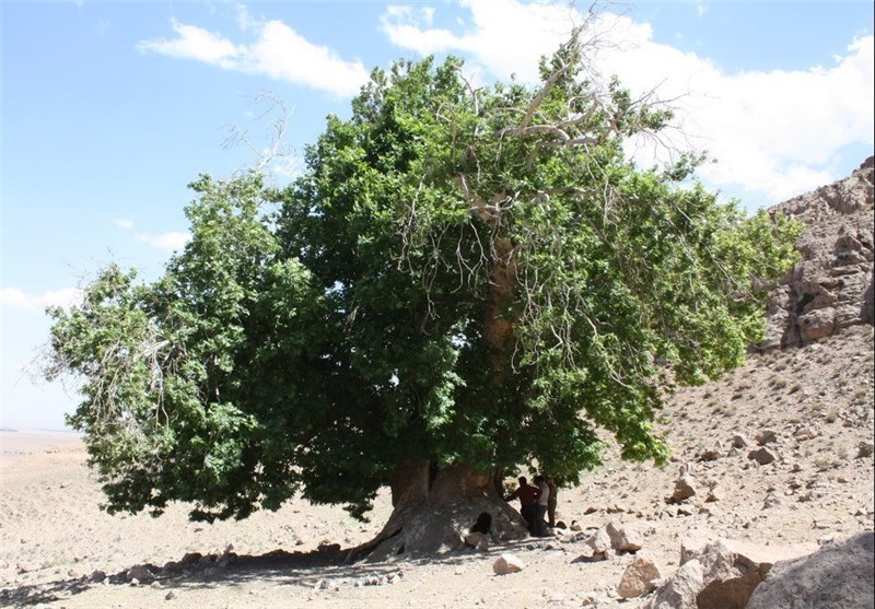 درخت چنار کهنسال روستای انار در مشگین شهر به ثبت ملی می رسد