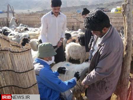 آغاز واکسیناسیون رایگان آنتروتوکسمی و تب برفکی در مناطق زلزله زده استان کرمانشاه