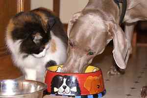 از منو غذایی ۷۵ هزار تومانی برای بچه گربه‌های حساس تا سگ‌هایی که نباید استرسی شوند!