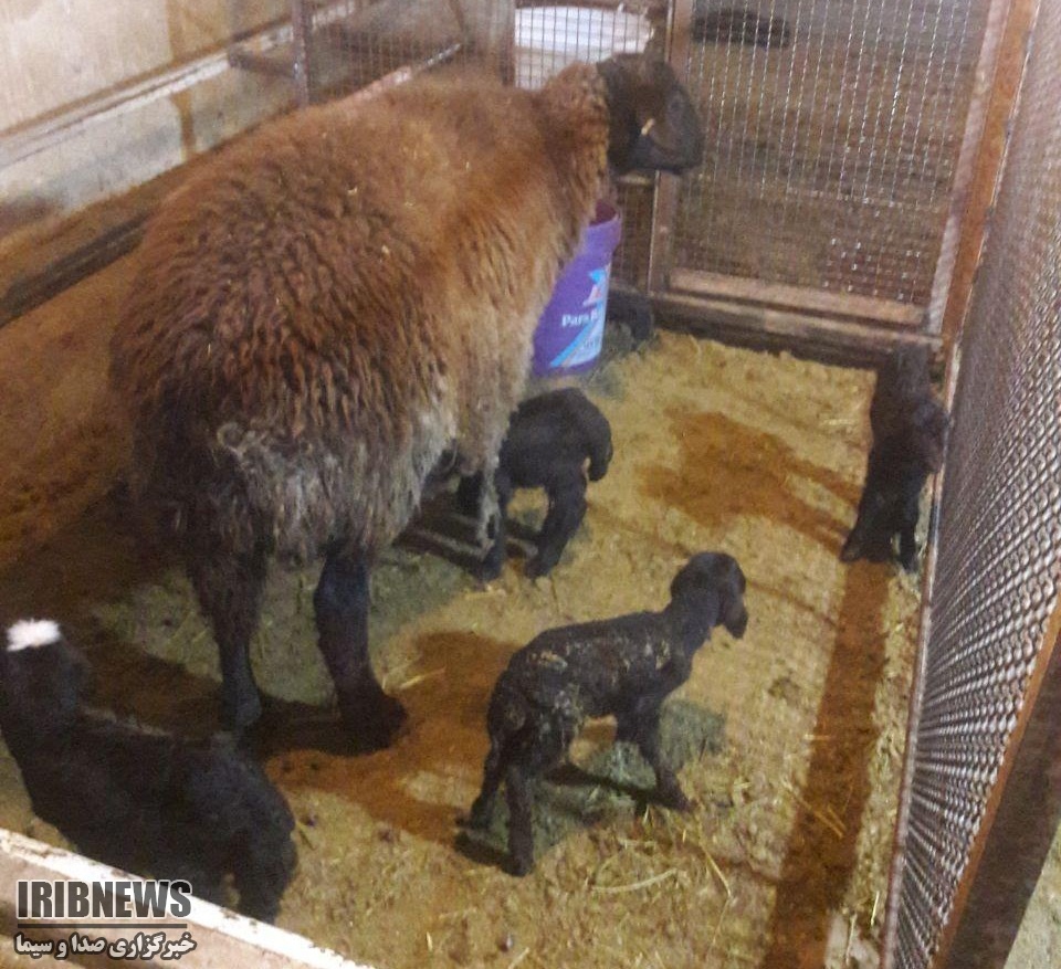 تولد نخستین چهارقلوی گوسفند ژن دار ، در زنجان