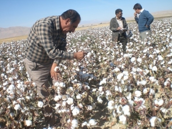 پرداخت همه مطالبات پنبه کاران خراسان شمالی