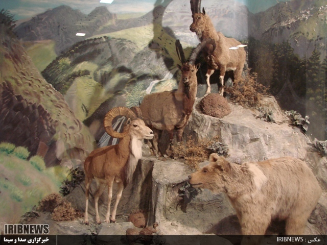 بازدید رایگان از موزه تاریخ طبیعی اردبیل