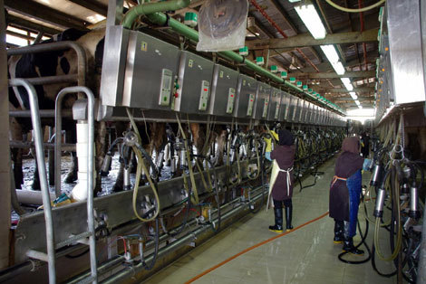راه اندازی مزرعه پرورش گاو شیری در مرودشت