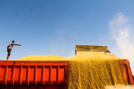 صادرات 562 هزار تن گندم از خوزستان به استان‌های کشور