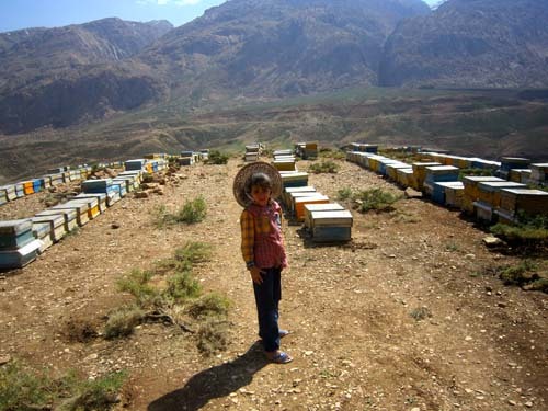 تولید زَهرِ زنبور عسل در روستای اشن مهردشت نجف آباد