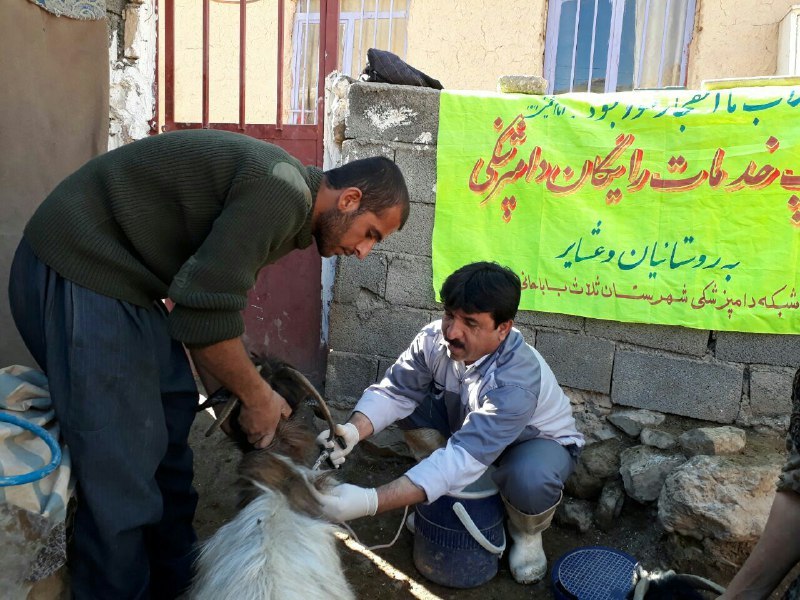 ارائه خدمات رایگان دامپزشکی در روستای محروم زلزله زده