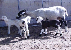 اجرای ششمین مرحله ترکیب ژنتیکی تولید گوسفند پر بازده