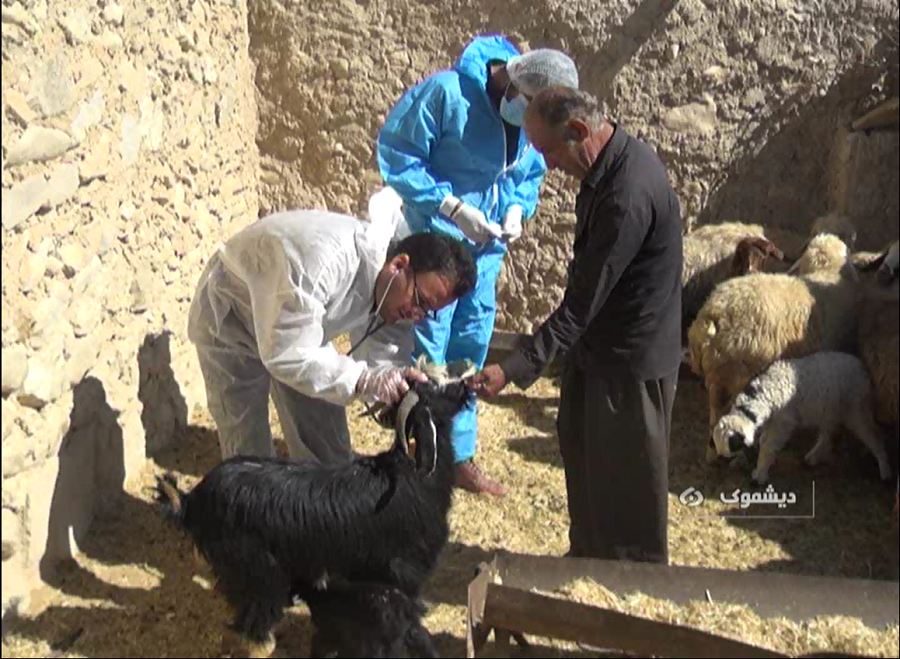 ویزیت رایگان ۱۰۰۰ راس دام در روستای محروم پای پره