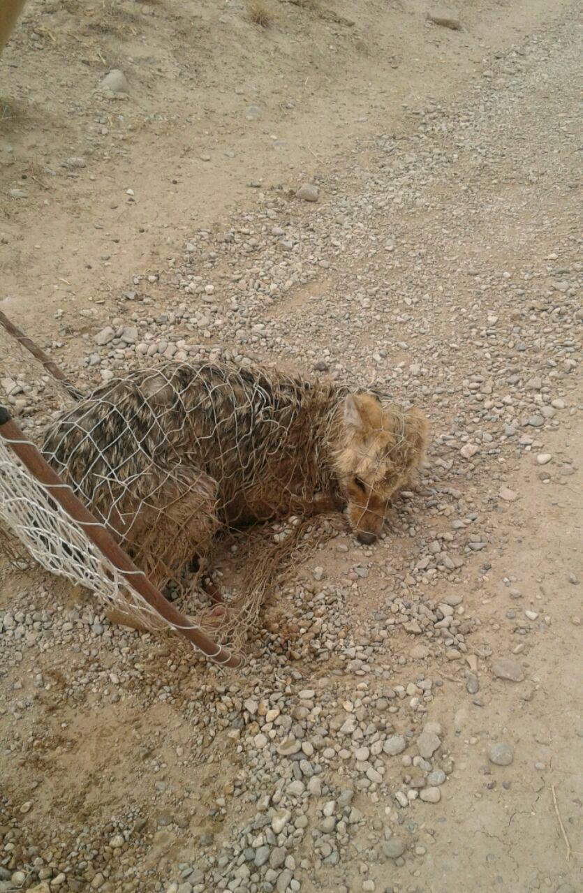 نجات یک قلاده شغال گرفتار در استخر در شهرستان فیروزه