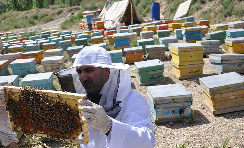 ۱۲۰ نمونه گیری از بیماری های زنبور عسل در خراسان جنوبی