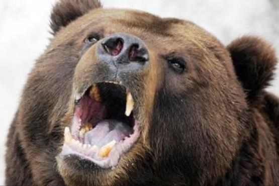 حمله خرس به چوپانی در بخش چاروسای کهگیلویه