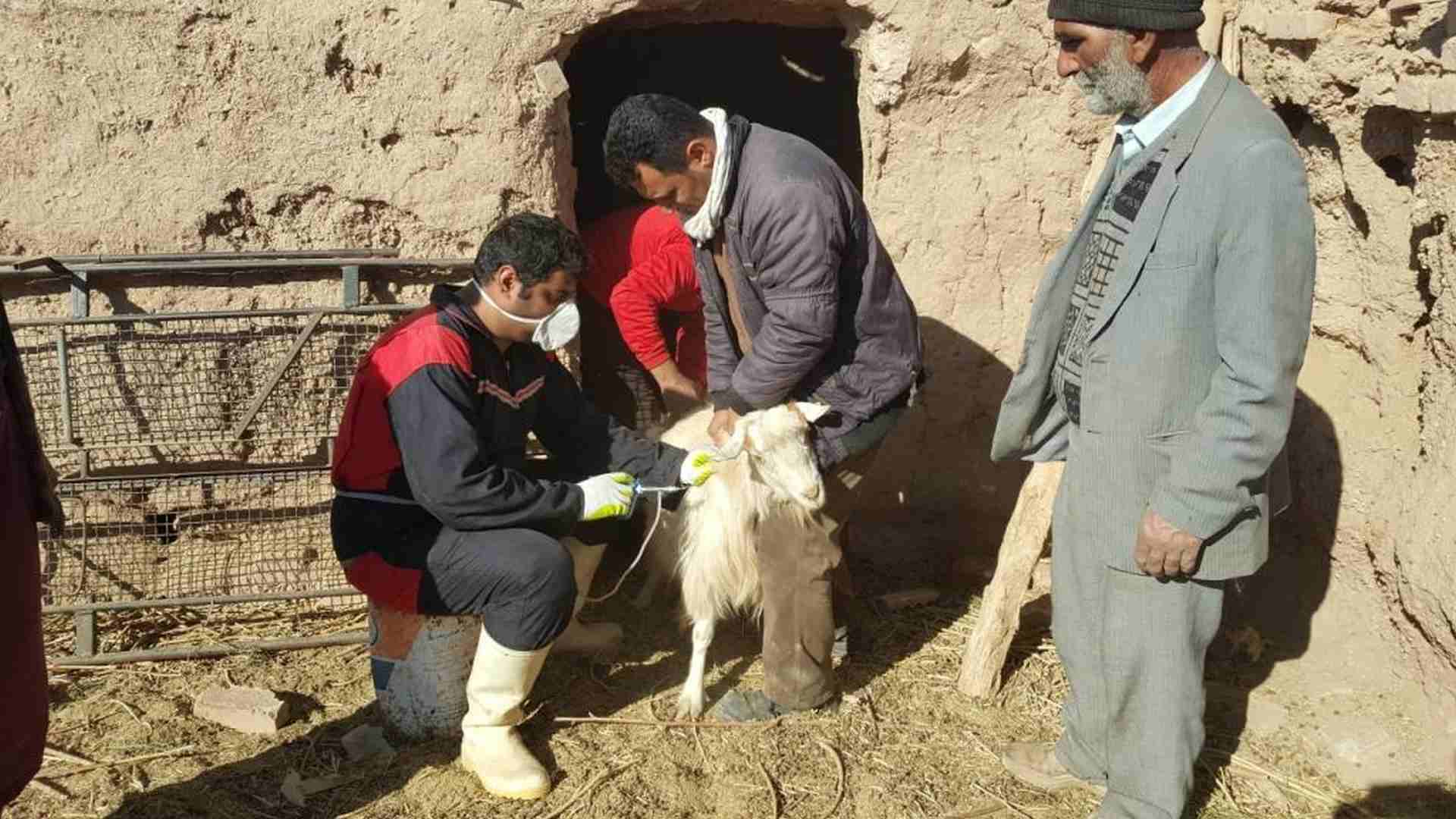 جمعیت دامی خراسان جنوبی عاری از بیماری تب برفکی 