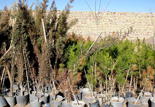 توزیع 420 هزار اصله نهال در هفته درختکاری