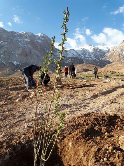 کشت 290 هزار اصله نهال در استان خراسان شمالی