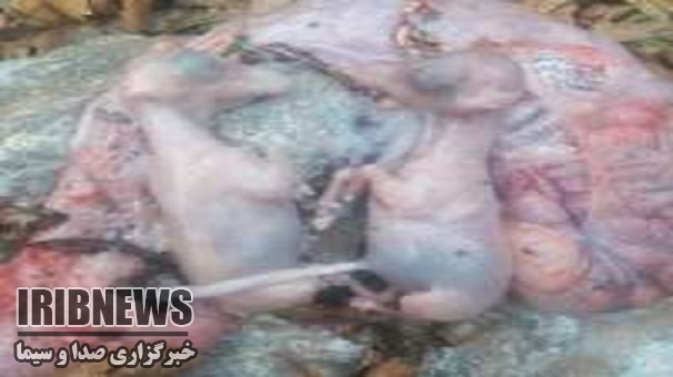 دستگیری شکارچیان سلاخ کننده بز کوهی مادر در زنجان