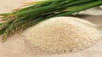 دلیل واردات برنج در فصل ممنوعیت