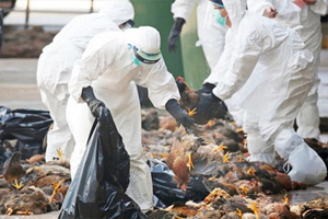 خسارت میلیاردی آنفلوانزای فوق حاد پرندگان به گلپایگانی ها