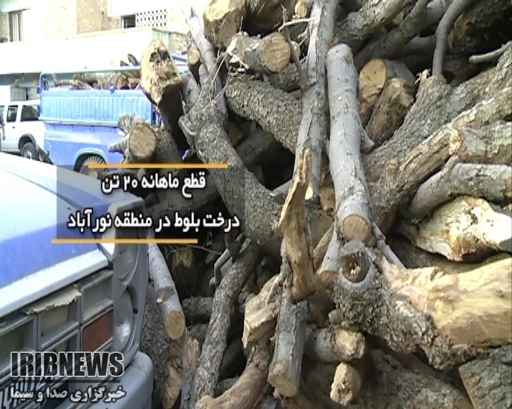 متلاشی شدن باند قطع درختان بلوط در فارس