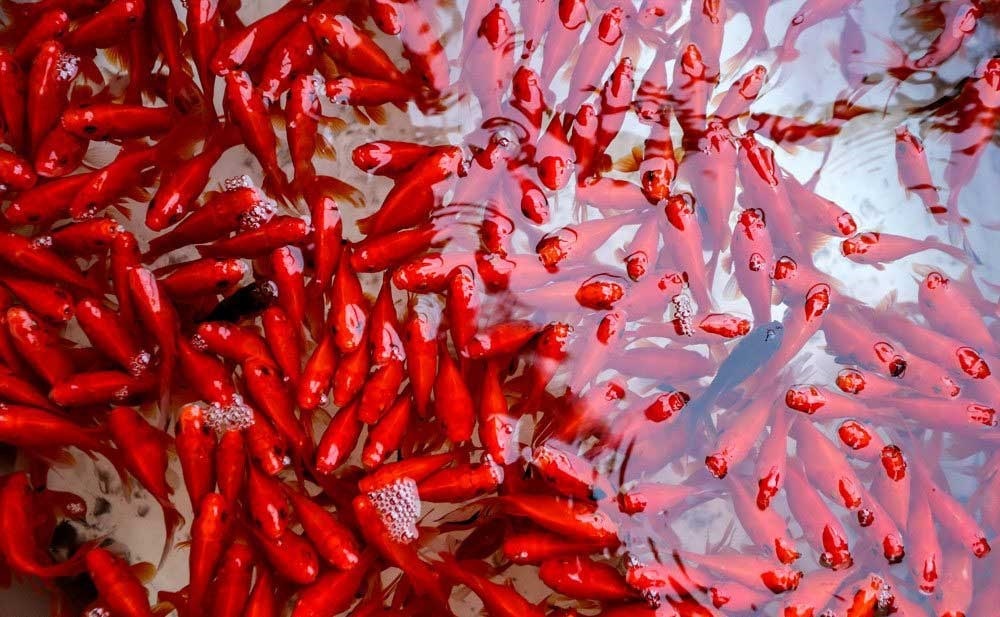 تامین ۲ میلیون قطعه ماهی قرمز بازار شب عید در فارس