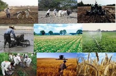 اعلام شاخص قیمت تولید کننده زراعت، باغداری و دامداری سنتی