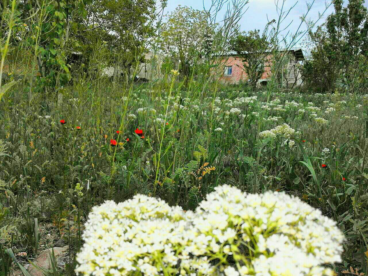 روستای پشته سلیمان _ رابر