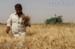 برداشت محصولات پاییزه از سطح مزارع ماهشهر