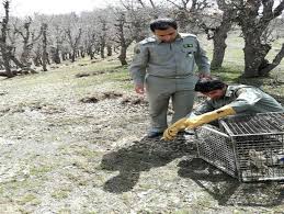 2 بطانه سنجاب، 19 قطعه کبک و 3 بهله عقاب به دامان طبیعت باز گشتند