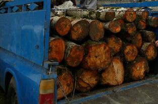 کشف 10 تن چوب جنگلی  و زغال قاچاق در آستارا