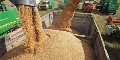 خرید ۴۶ هزار تن گندم در فارس
