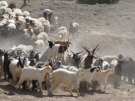 ورود کوچ بهاره عشایر به استان فارس