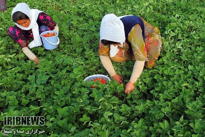 آغاز برداشت طلای سرخ شروع در کردستان