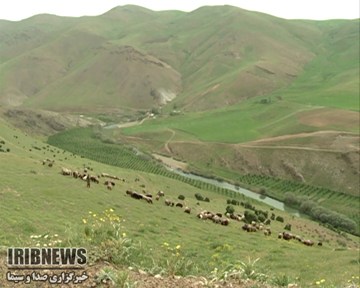 تمدیدممنوعیت چرای دام درمناطق ییلاقی استان